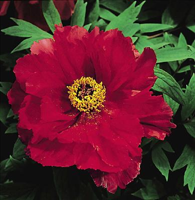 Tree Peony