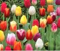 Spring Tulips