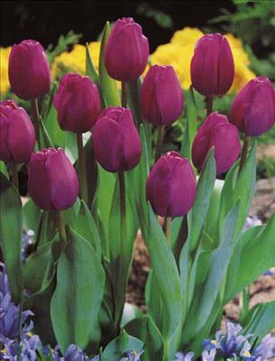Tulip