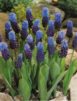 Muscari