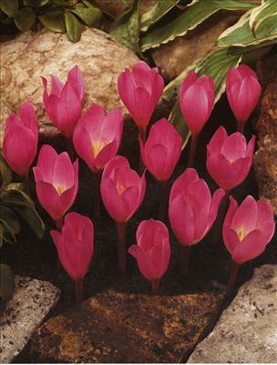 Crocus
