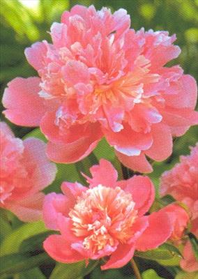 Peony