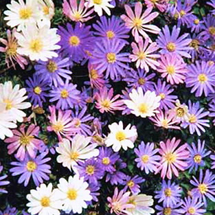 Anemone Mix