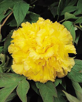 Tree Peony
