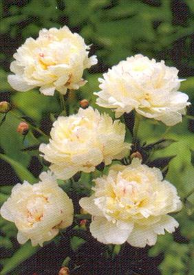 Peony