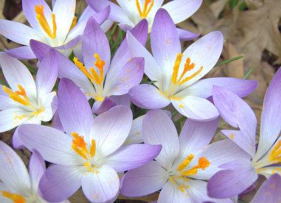 Spring Crocus