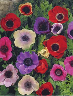 Anemone