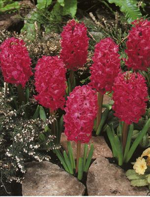 Hyacinth