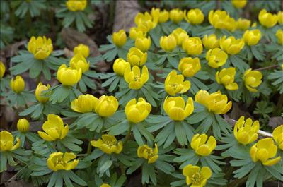 Winter Aconite