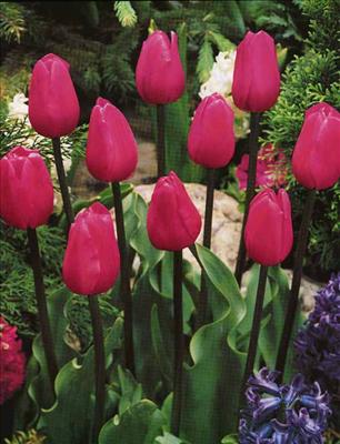 Tulip