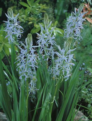 Camassia