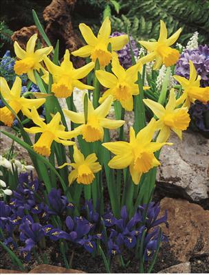 Narcissus