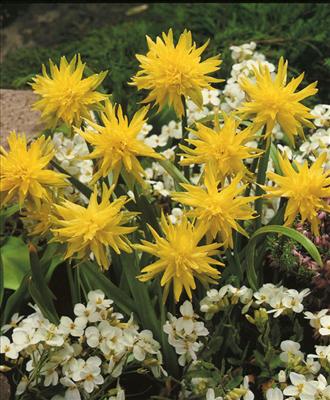Narcissus