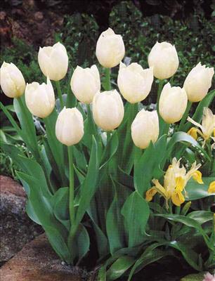 Tulip 
