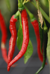 Spicy food