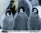Penguins 1