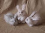 Rabbits 1