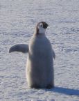 Penguins 2