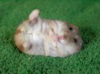 Funny Hamster