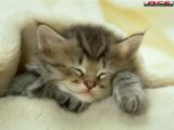 Kitten 1