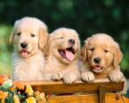 Puppies 1