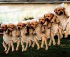 Dogs 1