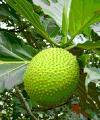 breadfruit