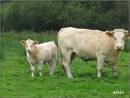 une vache