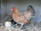 une poule