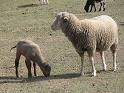un mouton