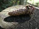 Pigna abete