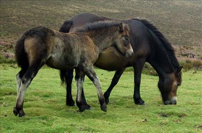ponette et sont poulain