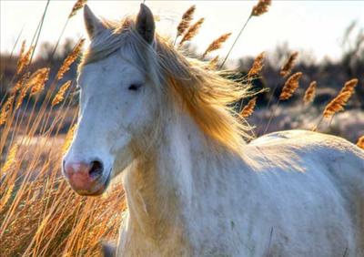 cheval