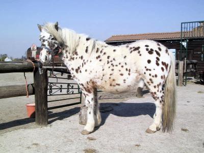 poney
