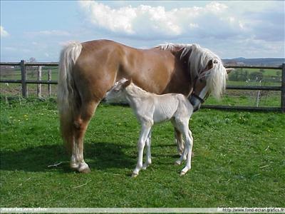 cheval et sont poulain