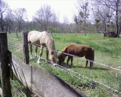 cheval et un poney