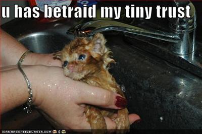 Bath Kitten