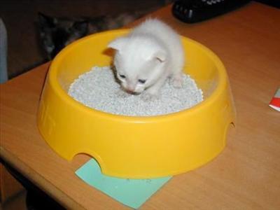 Mini Kitty Litter