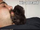 Little Beard Kitty
