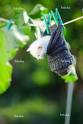 Clothesline Kitty