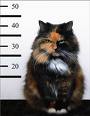 Calico Mug Shot