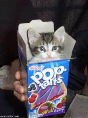 Pop Tart Kitty