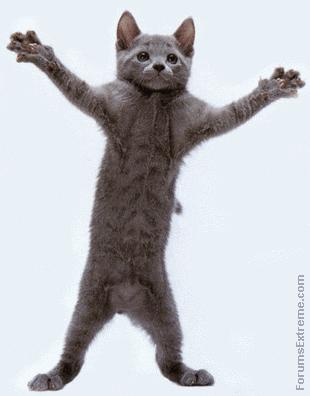 dancing kitty