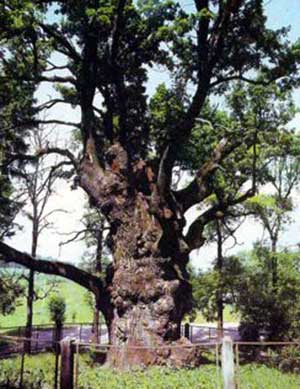 Oak tree