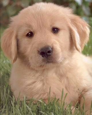 Golden Retriever 