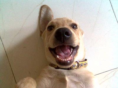 Happy Dog 2