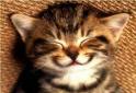 happy cat