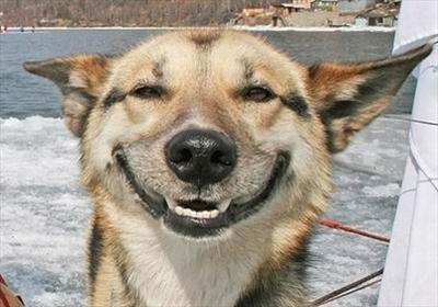 Happy Dog