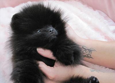 a CUTE puppy