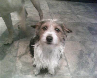 my dog 2